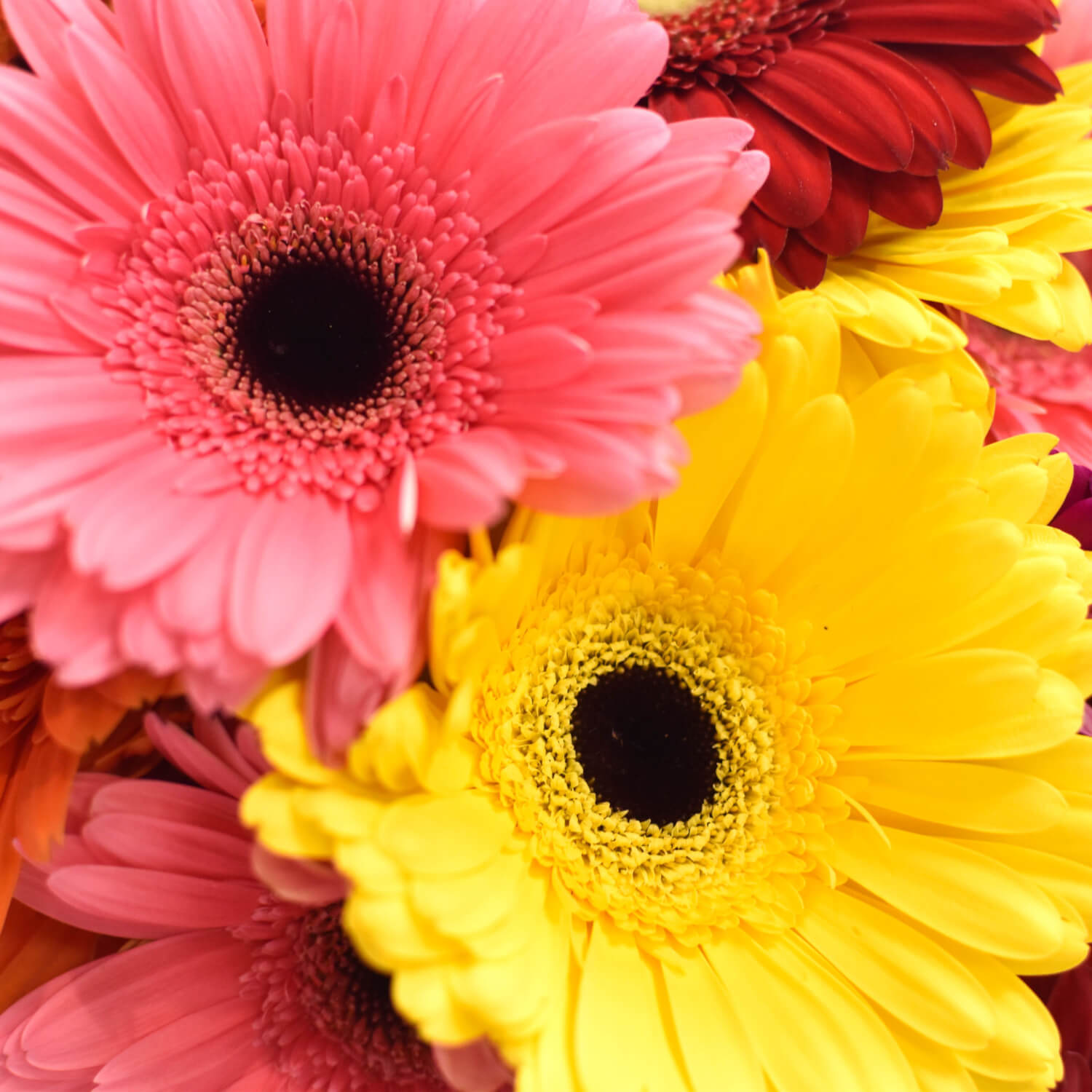 13 Разноцветных Гербер